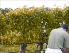 How To Evaluate Vine Vigor