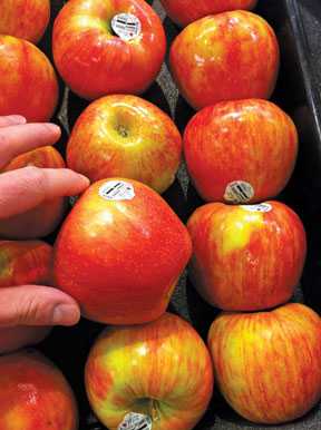 2012 U.S. Apple Crop Projected To Drop Sharply