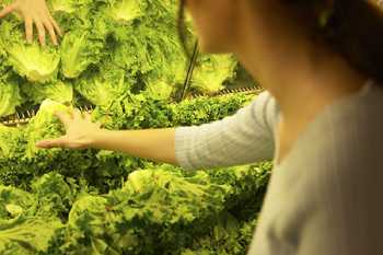 LGMA Members Get High Marks In Food Safety  