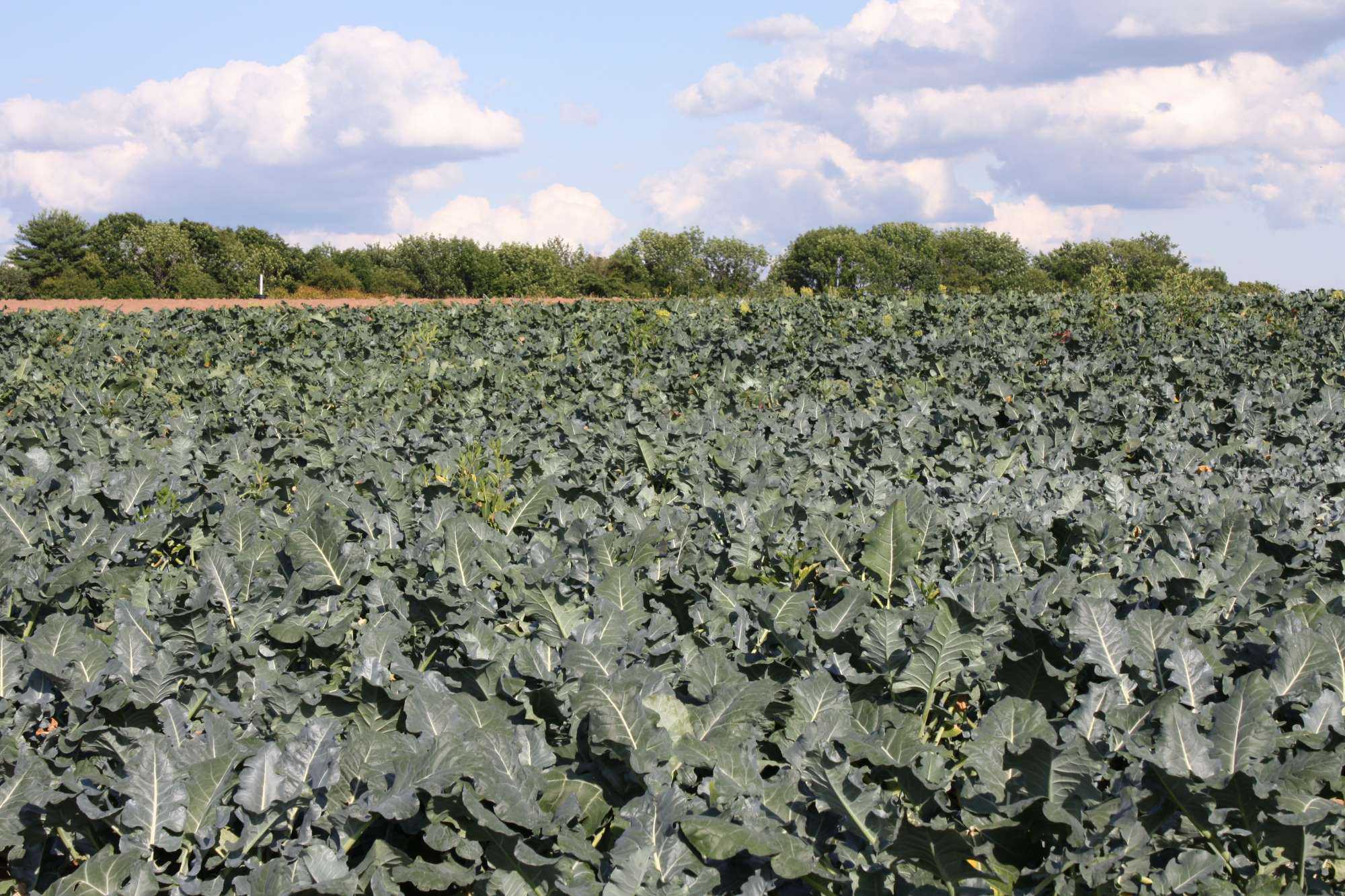 Syngenta Adds To Brassica Breeding Program