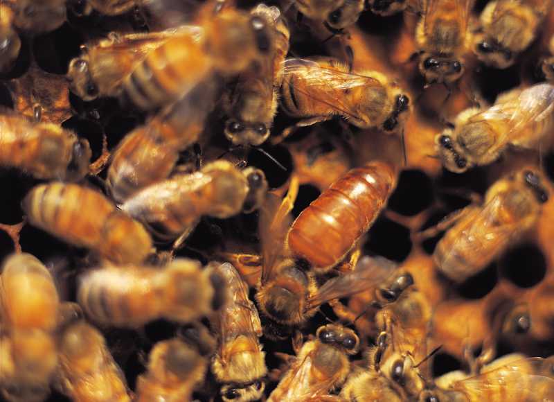 Florida Sends Bees West As Pollination Crisis Nears