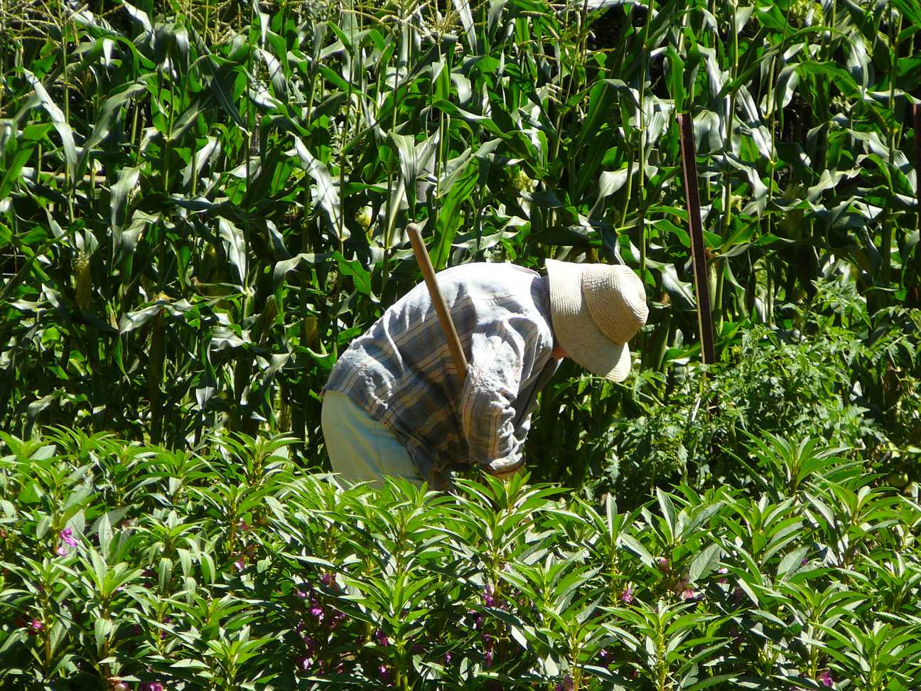 Study Says Labor Reform May Be Tied To An Increase In Food Prices