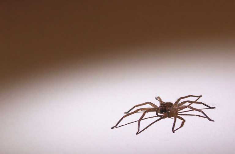 Trap Crops Control Pests
