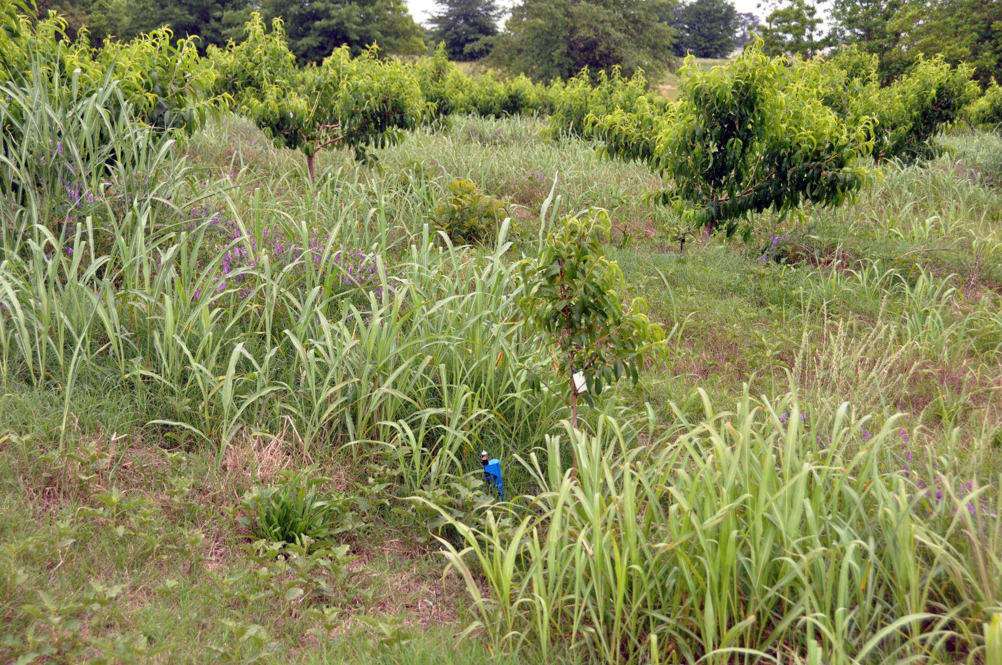 Weeds In Stone Fruit: We Love To Hate Them!
