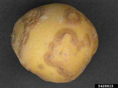 New Website Takes Dead Aim At Potato Virus Y