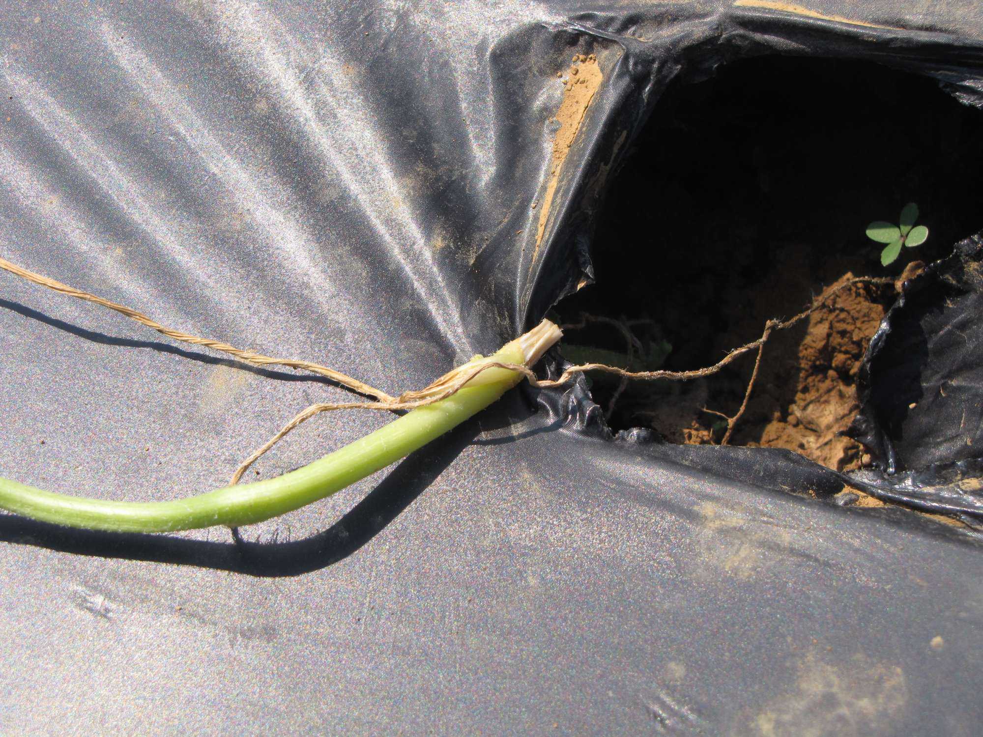 Field Prep And Plastics