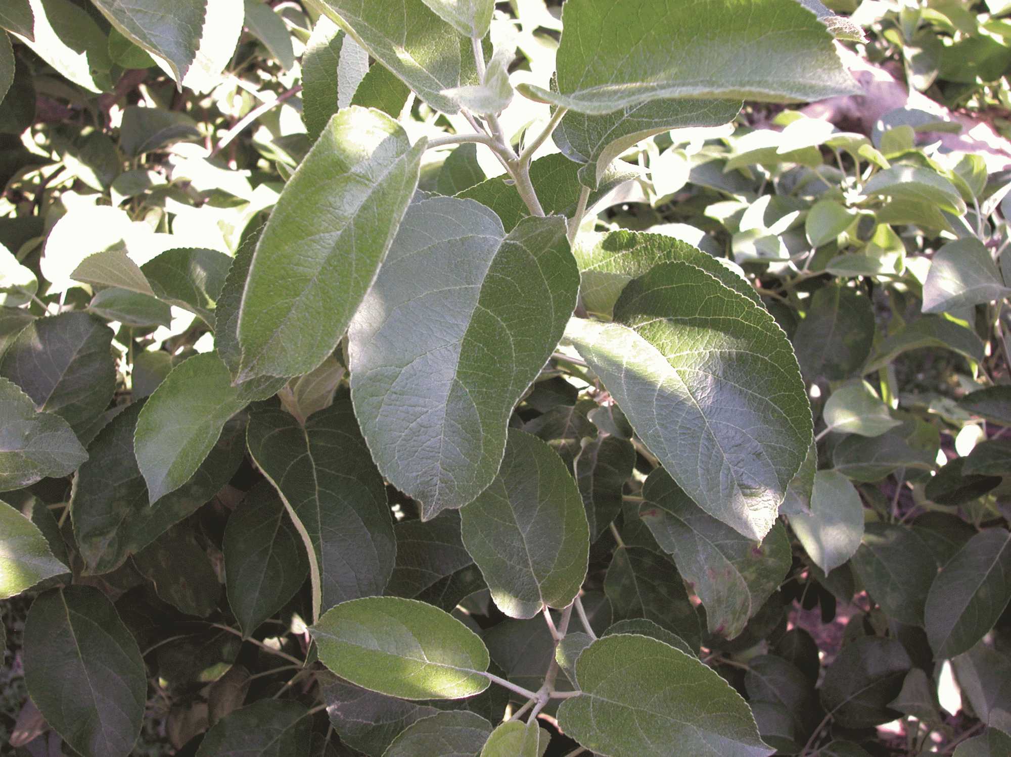 Growers Go to Battle Against Apple Scab