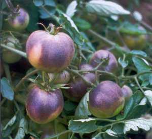 New Purple Tomato