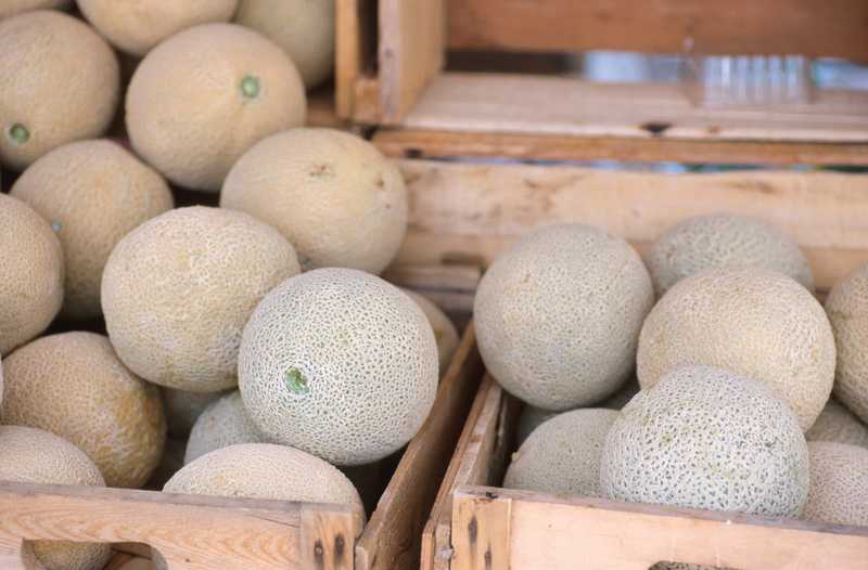 Growers In Cantaloupe Case Expected To Plead Guilty