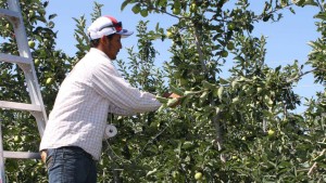 Washington Tree Fruit Grower Hit With $2.25 Million Fine After ICE Audit