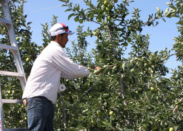 Washington Tree Fruit Grower Hit With $2.25 Million Fine After ICE Audit