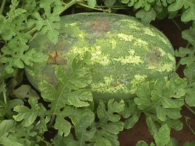 Battling Fruit Blotch