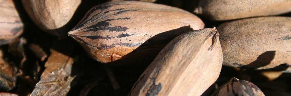 Beleaf Registered For Pecans