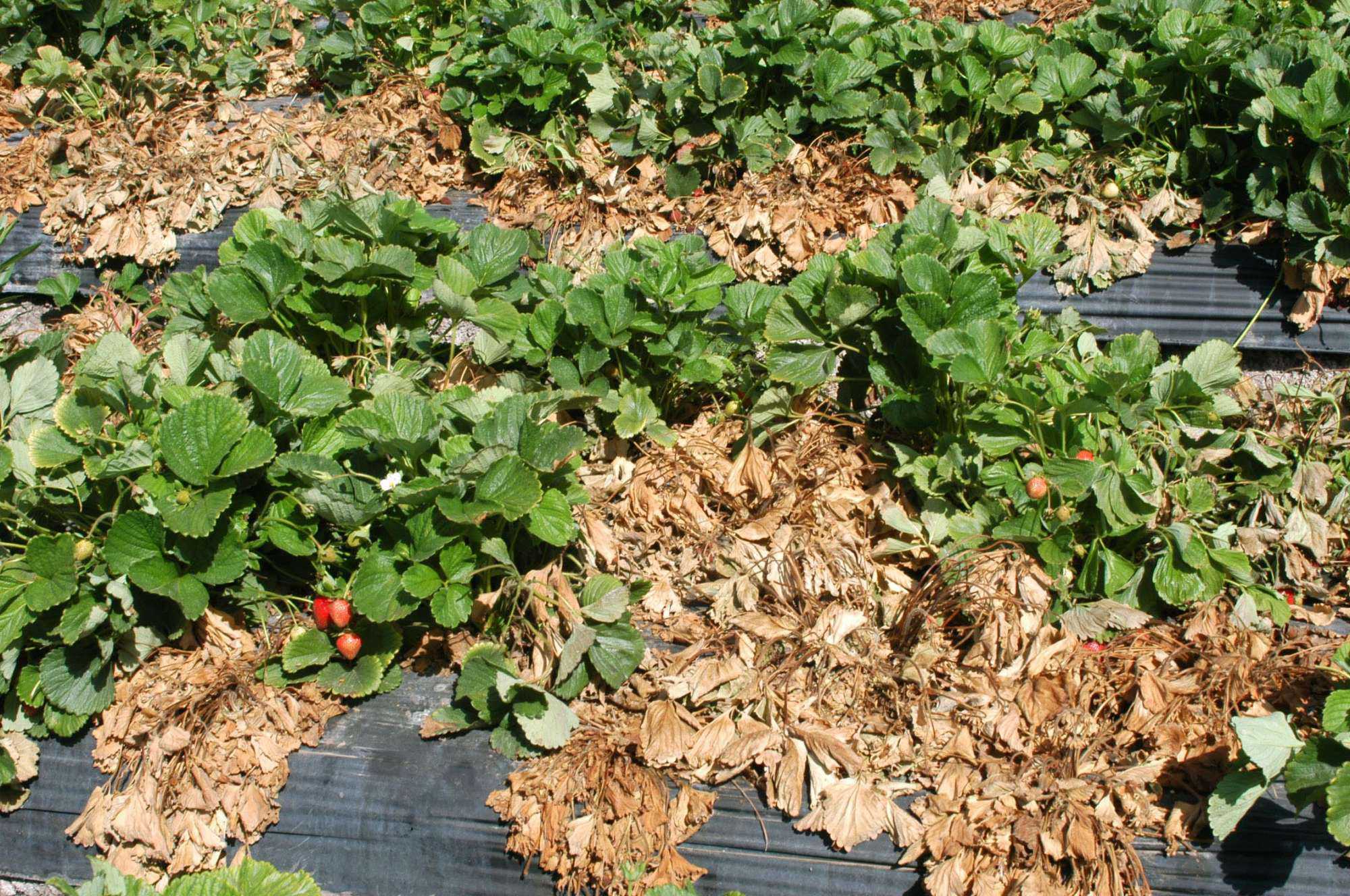 View From The West: Fumigant Restrictions Challenge Growers