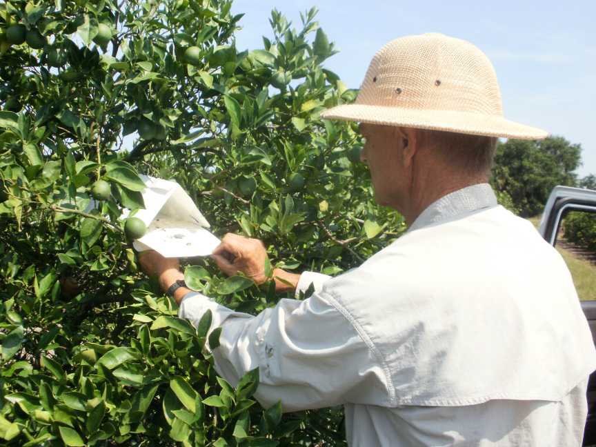 Putting Leafminers In The Line Of Fire