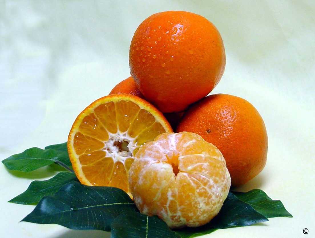 Citrus Nurseries Bank On New Varieties
