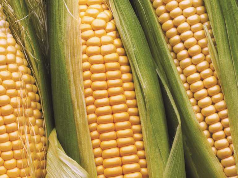 Funding Research For Organic Produce