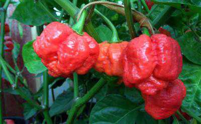 The Hottest Pepper On Earth