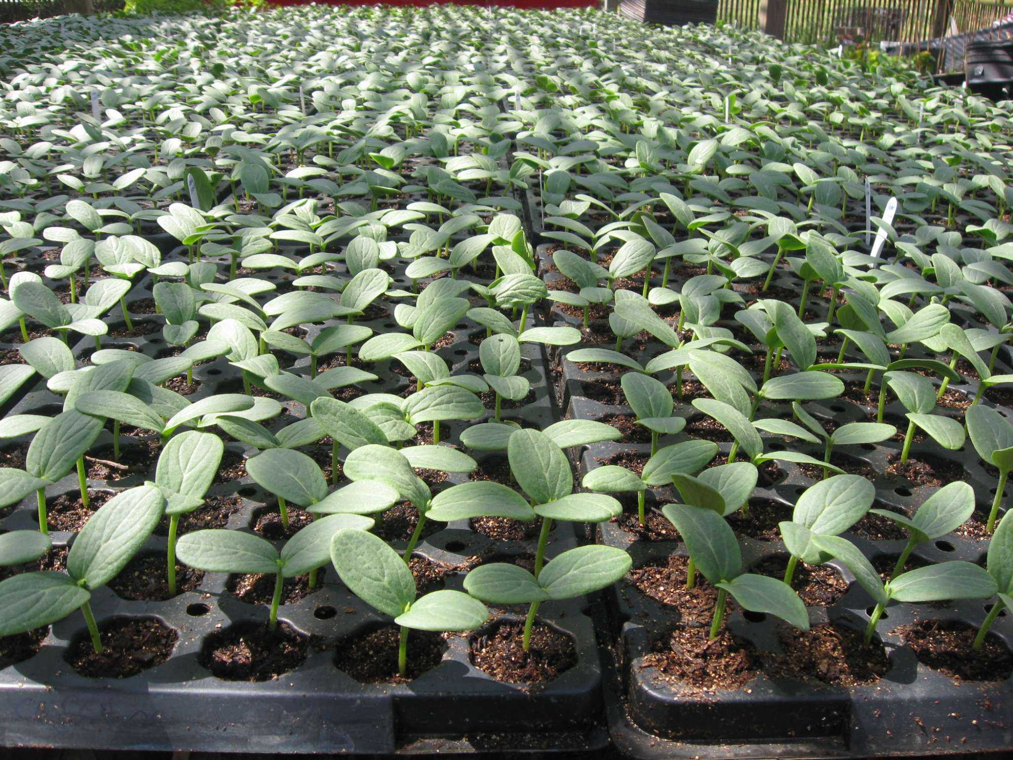 The Time Is Now: Tips To Manage Pests In Vegetable Transplants