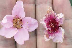 Minimizing And Managing Cold Injury In Peaches