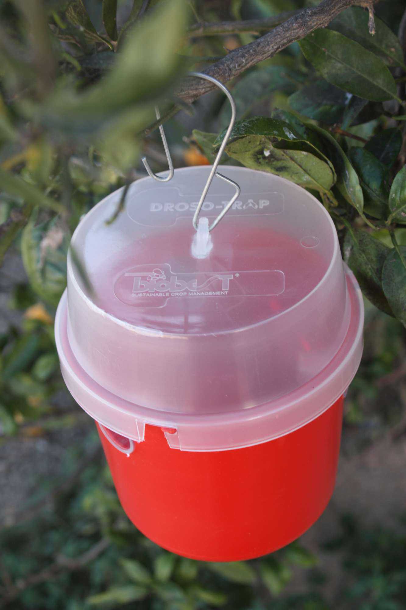Attract And Trap Combination Aimed At Controlling Drosophila