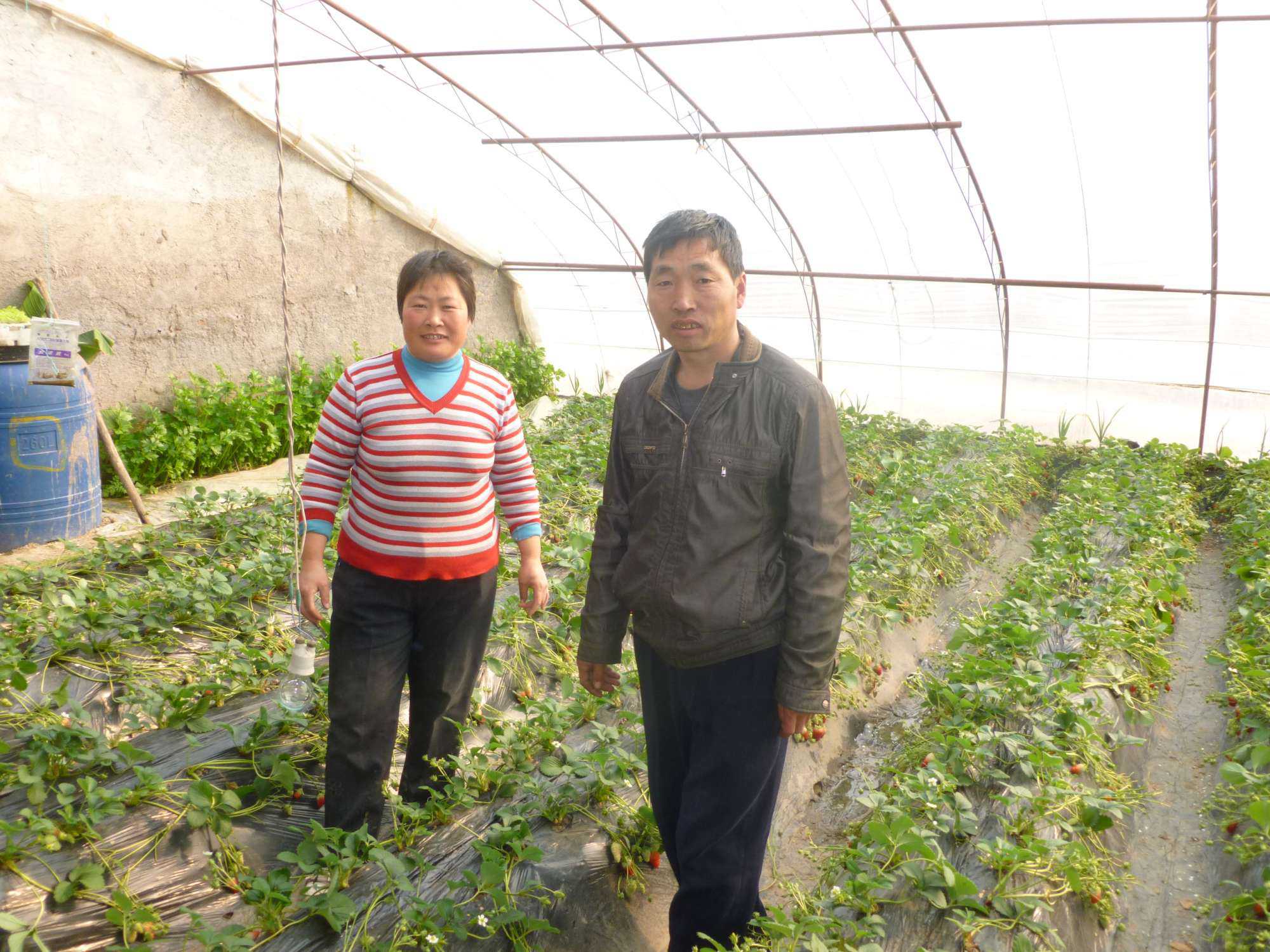 New Report From International Strawberry Symposium