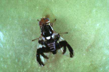 Apple Maggot Quarantine To Be Proposed In Washington