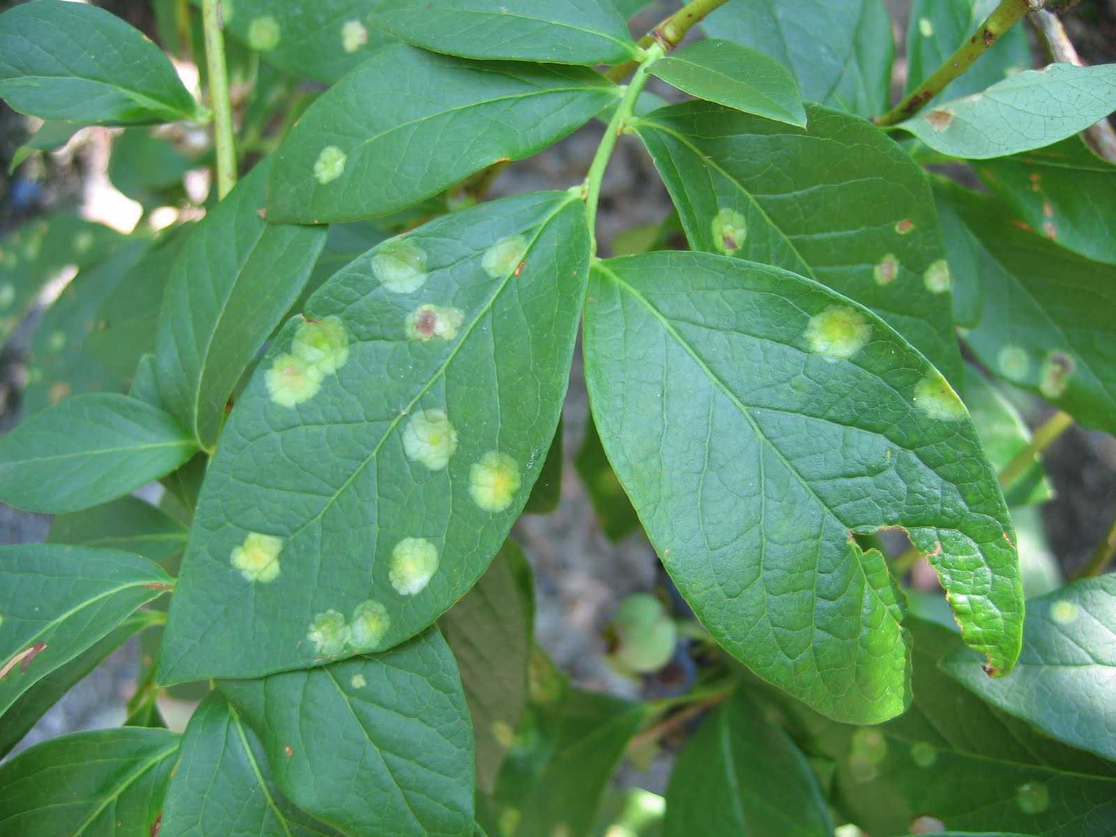 How to Keep Blueberries Pest-Free