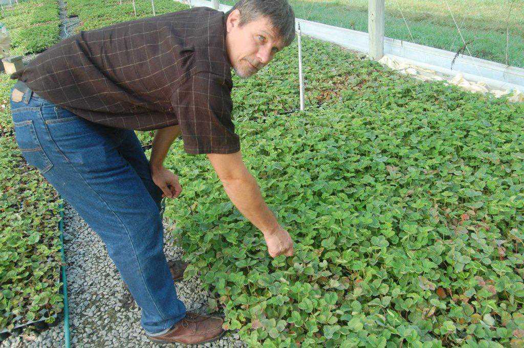 Strawberry Disease Resistance Gets Monetary Support