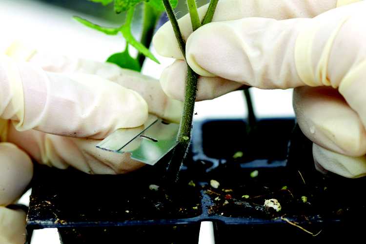 Grafting Technology Can Limit Disease, Salinity, And Stress in Vegetable Crops