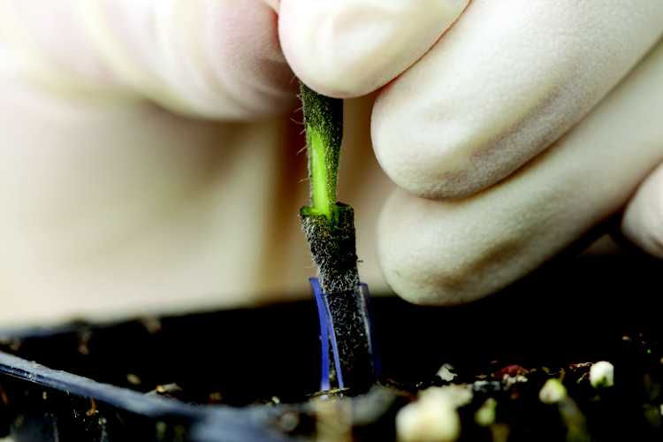 Grafting Research Could Rescue Watermelon Crop In Washington