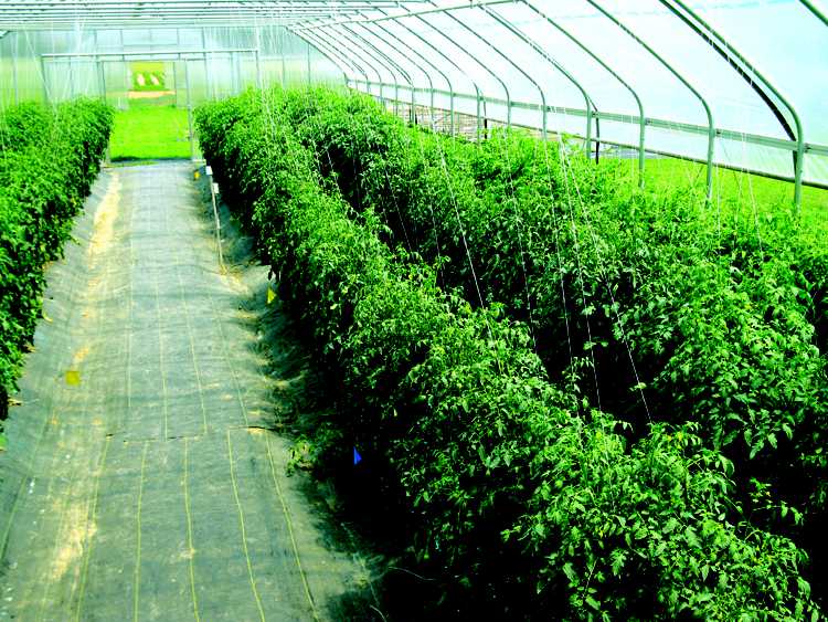 Researchers Build A Healthier Tomato