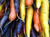 Organic Carrot Breeding Program To Develop Colorful Varieties