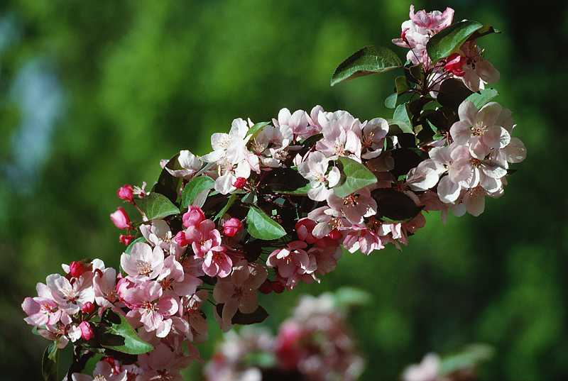 Bloom Expected On Time In New York