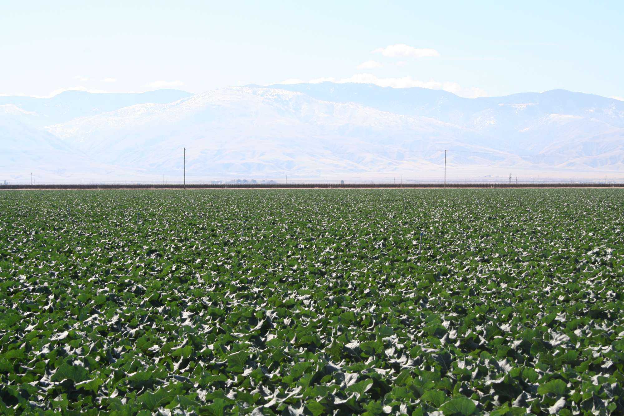 New Rules For Fumigant In California