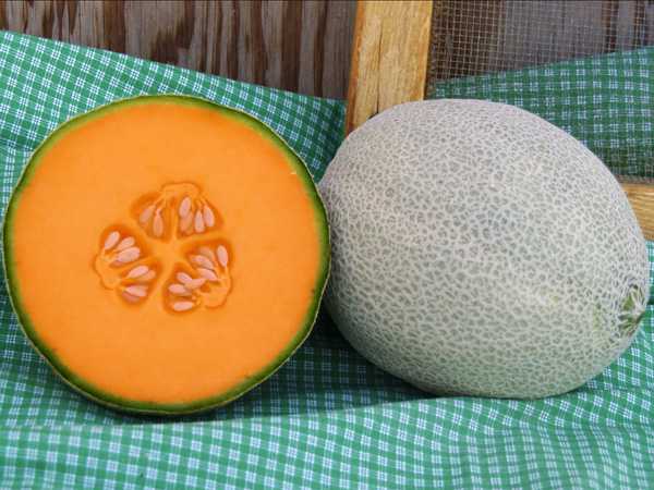 New Melon, Bean, And Corn Varieties From Abbott & Cobb