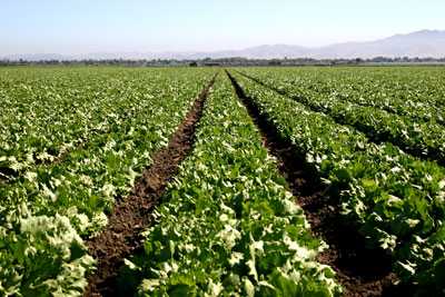 California Growers Launch Canadian PR Program