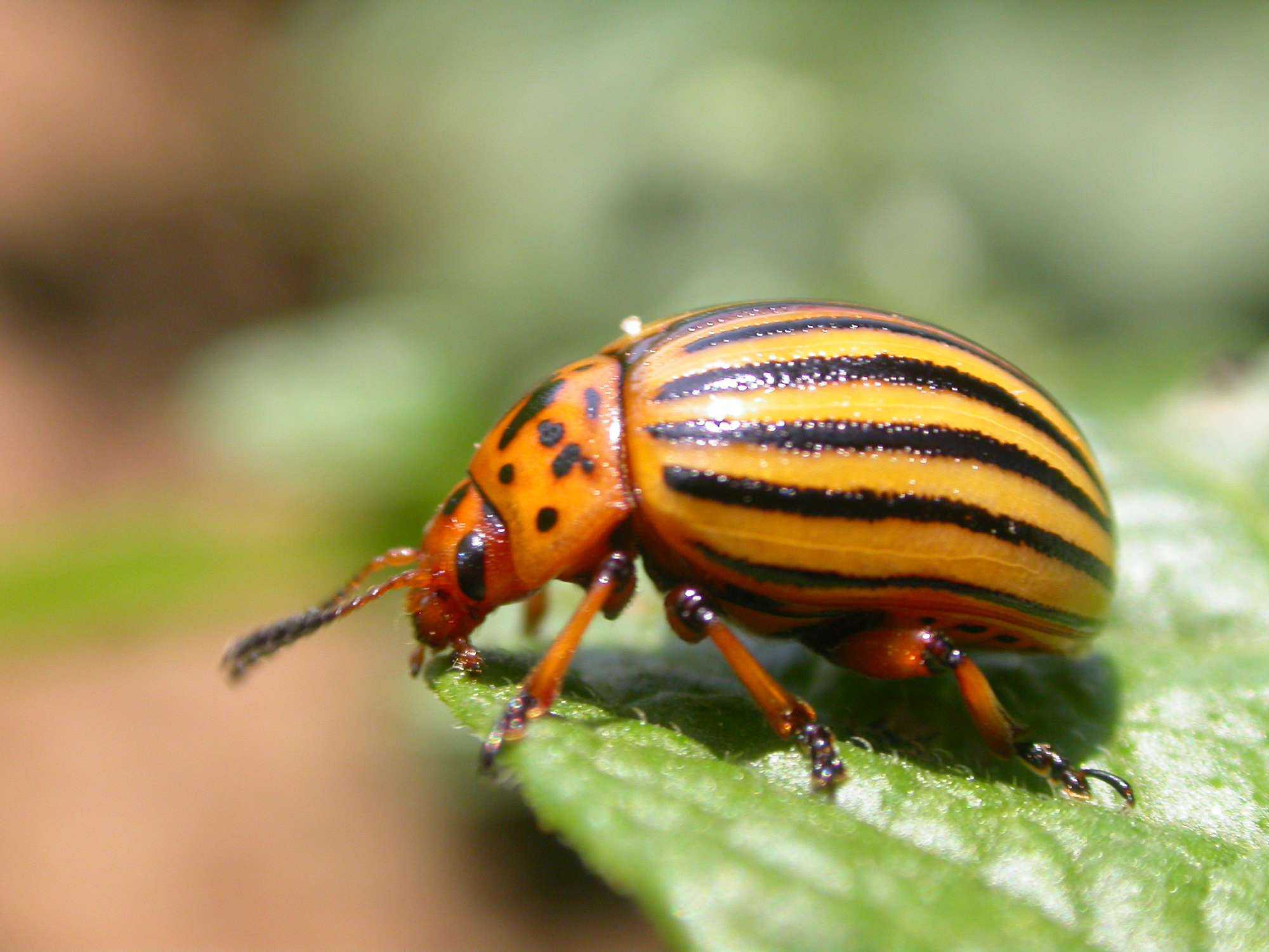 Using Barcodes To Track Insects
