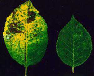 Minimizing Disease, And Costs, In Frost-Damaged Cherry Orchards