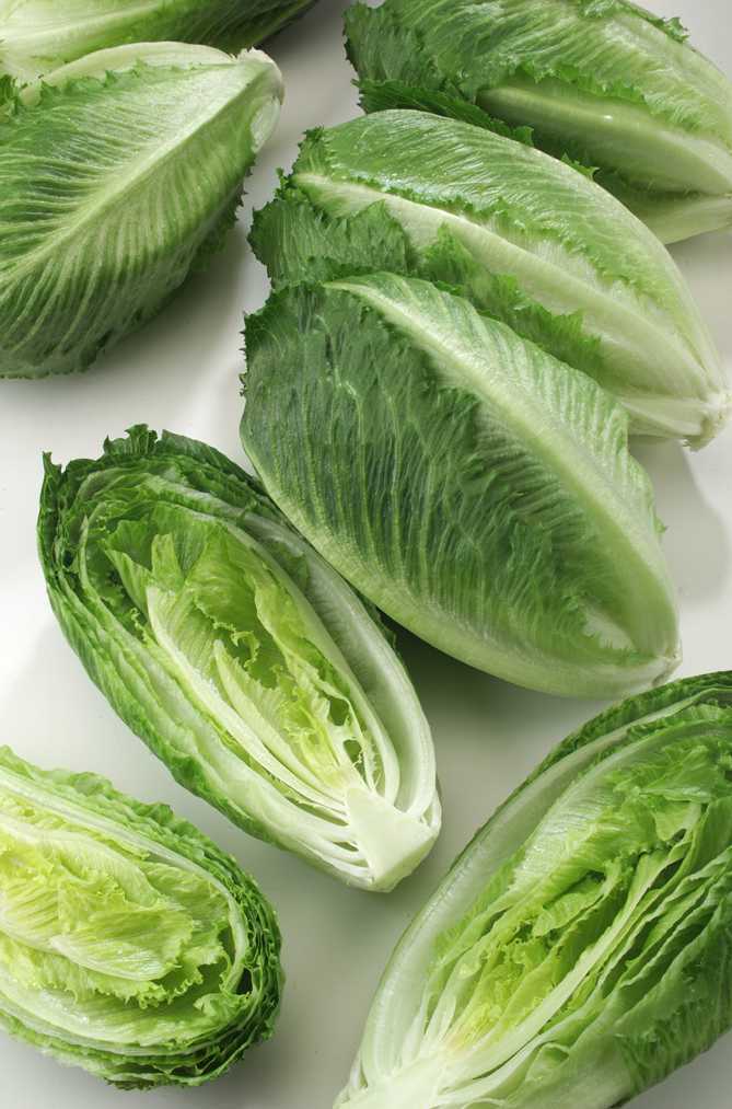 New Lettuce Variety On The Horizon - Growing Produce