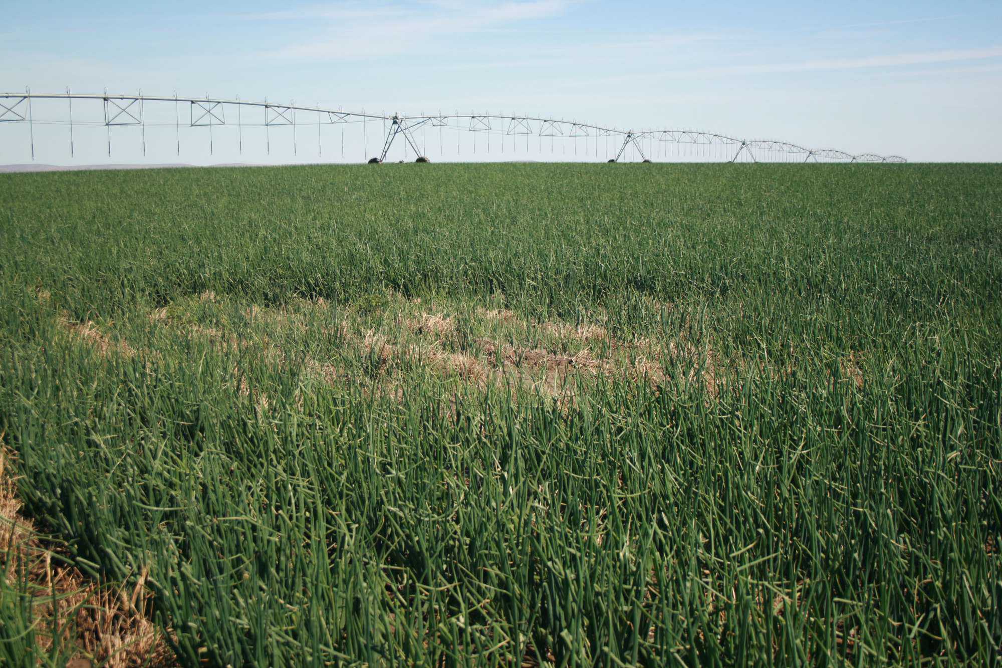New Mexico State University Research Program Works To Breed A Better Onion