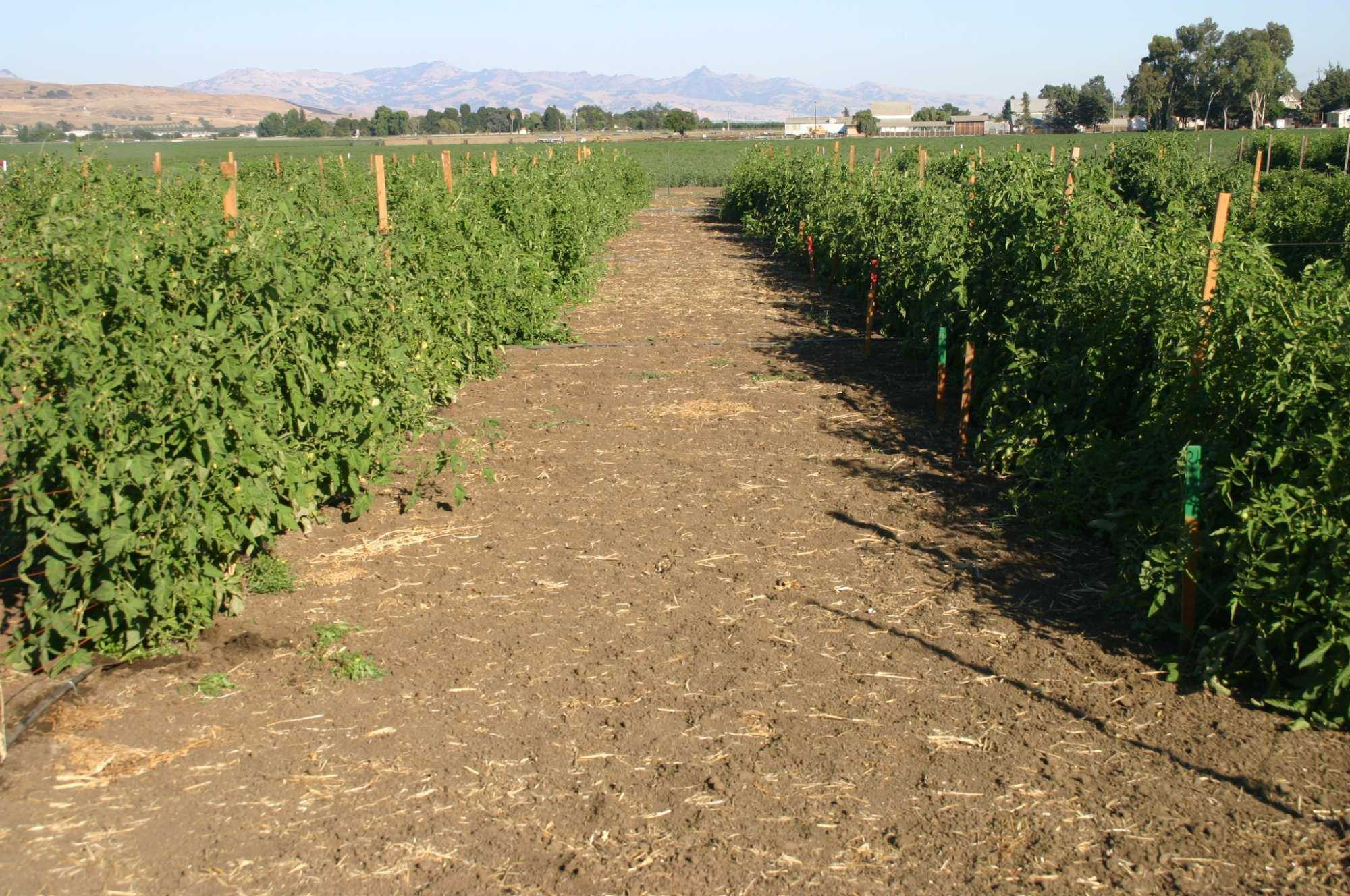 The Good News About Water-Stressed Tomatoes
