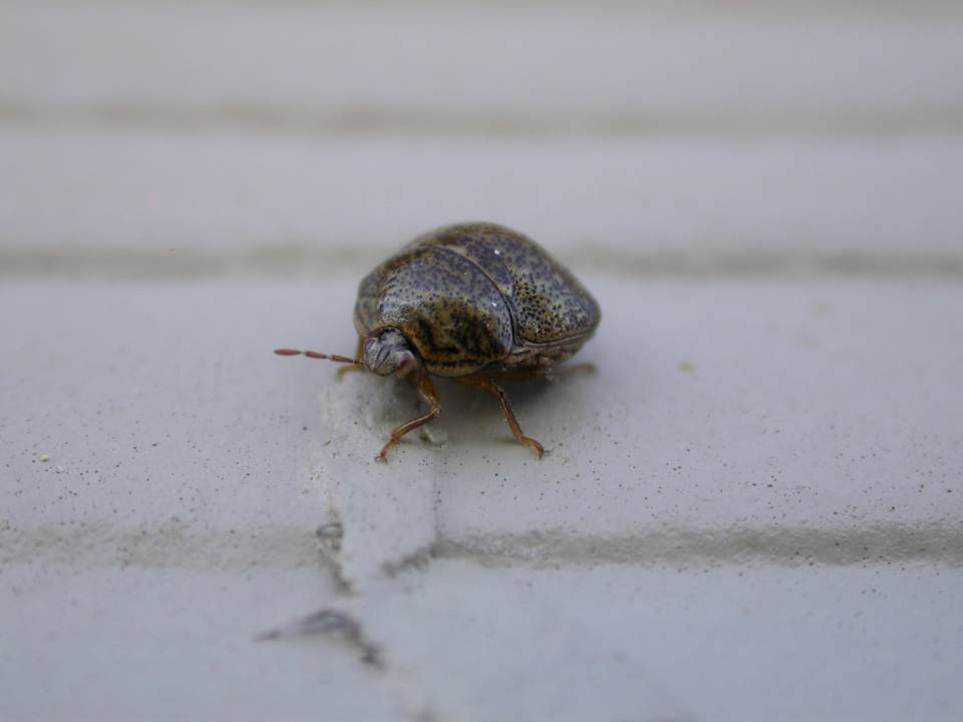 Biocontrol Agent Tested To Battle Kudzu Bug
