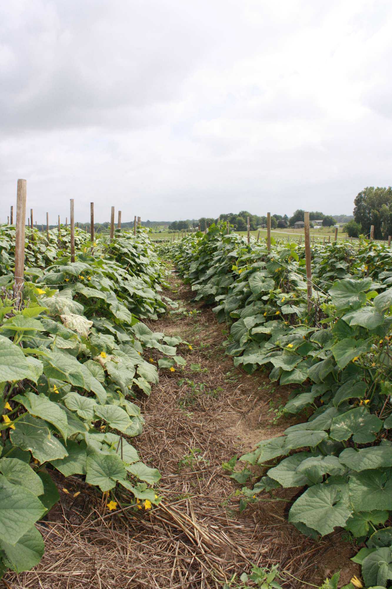 Plants Act As Crop Protectants
