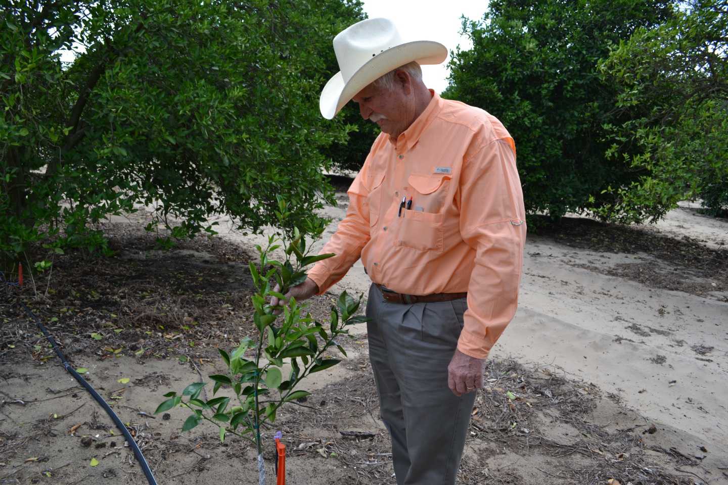 Vic Story: HLB-Resistant Tree Is Key To Industry’s Future