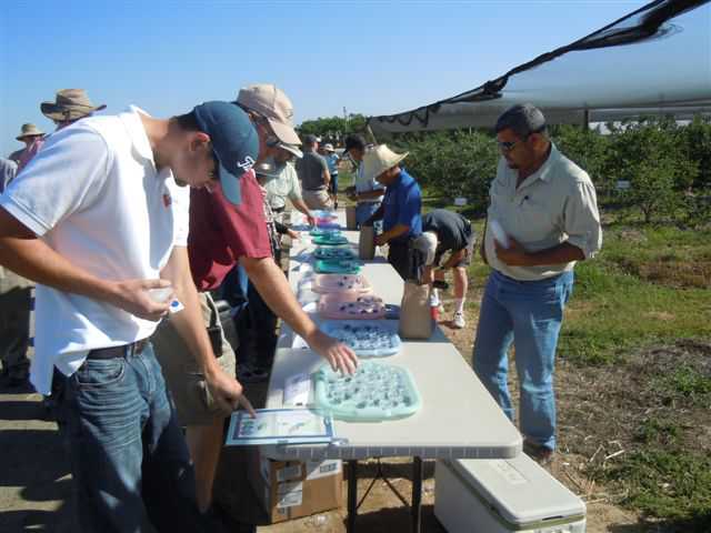 Top Blueberry Varieties Chosen