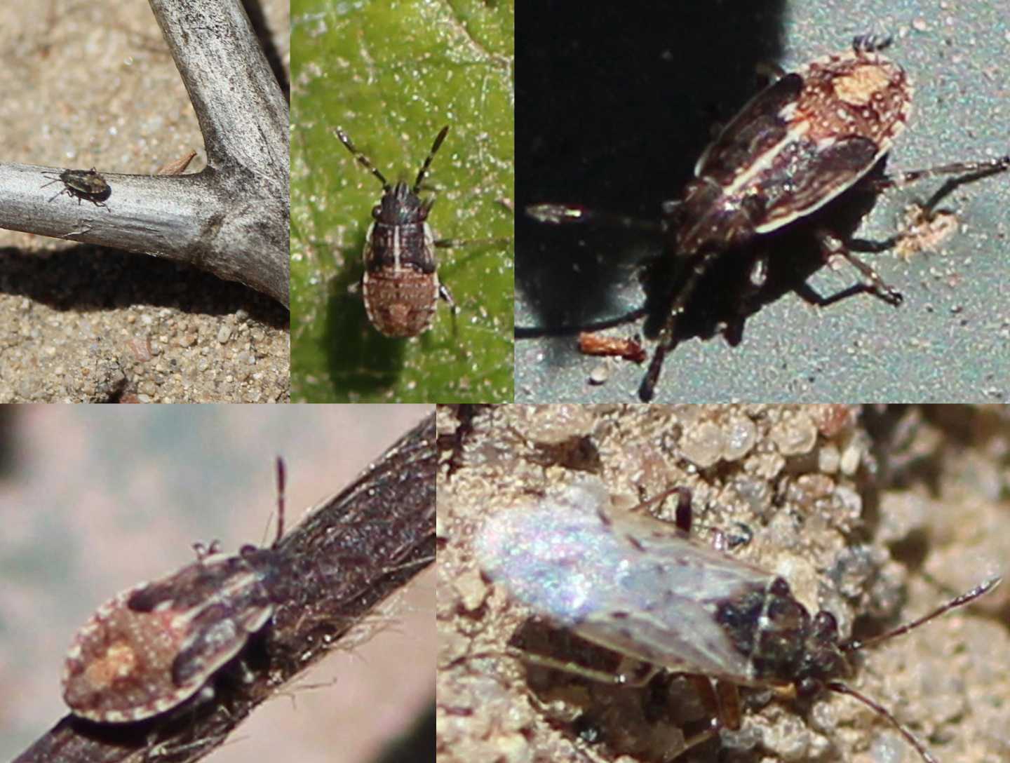 California Strawberry Field Invaded by Insect Pest