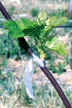 Thwarting Grape Rootstock Resistance