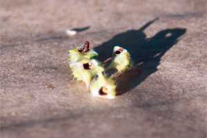 Dealing With Puncturevine In Nuts