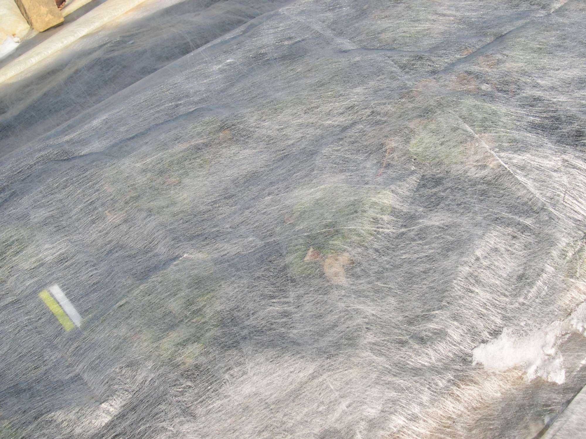 Row Cover Considerations for Your Crops
